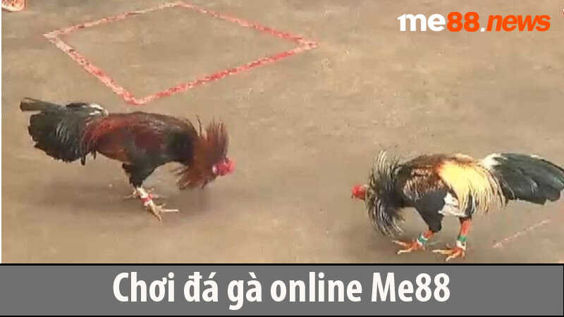 Chơi đá gà online Me88