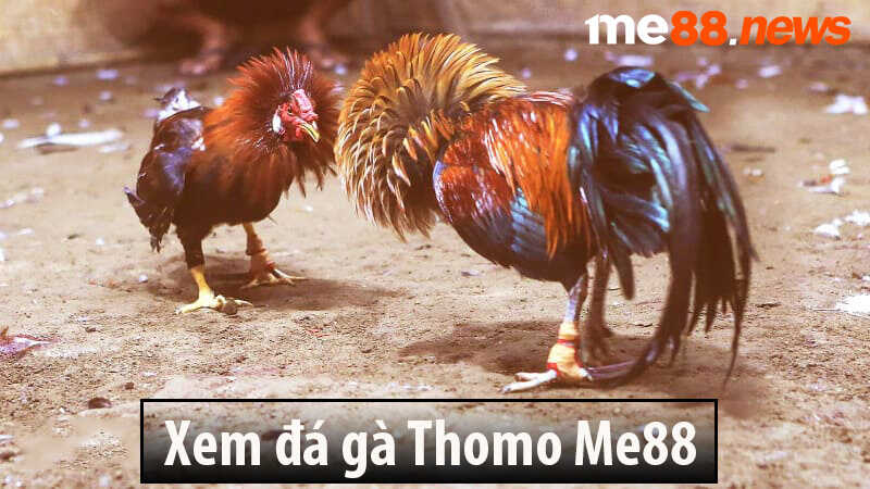 Xem đá gà Thomo Me88
